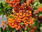 Pyracantha Orange Charmer Feuerdorn Orange Charmer
